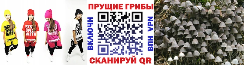 Псилоцибиновые грибы GOLDEN TEACHER  Ленинск 